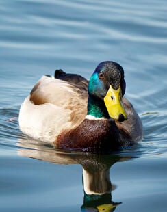 @Pietskaa Mallard @Pietskaa Mallard