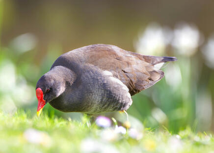 @Pietskaa Moorhen @Pietskaa Moorhen