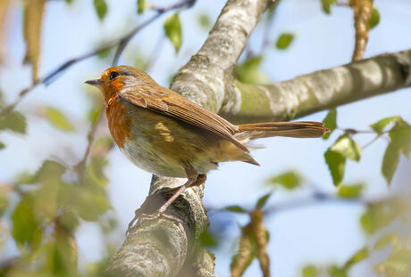@Pietskaa Red robin @Pietskaa Red robin