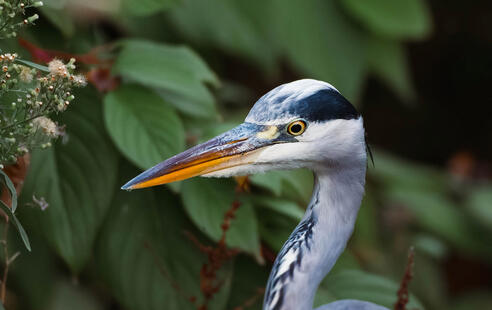 @Pietskaa Grey Heron @Pietskaa Grey Heron